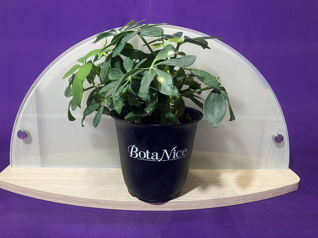 モダン神棚・お札立て（たいよう）