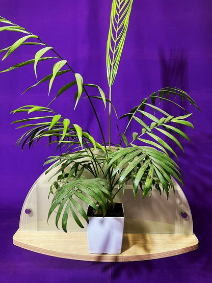 モダン神棚・お札立て（たいよう）